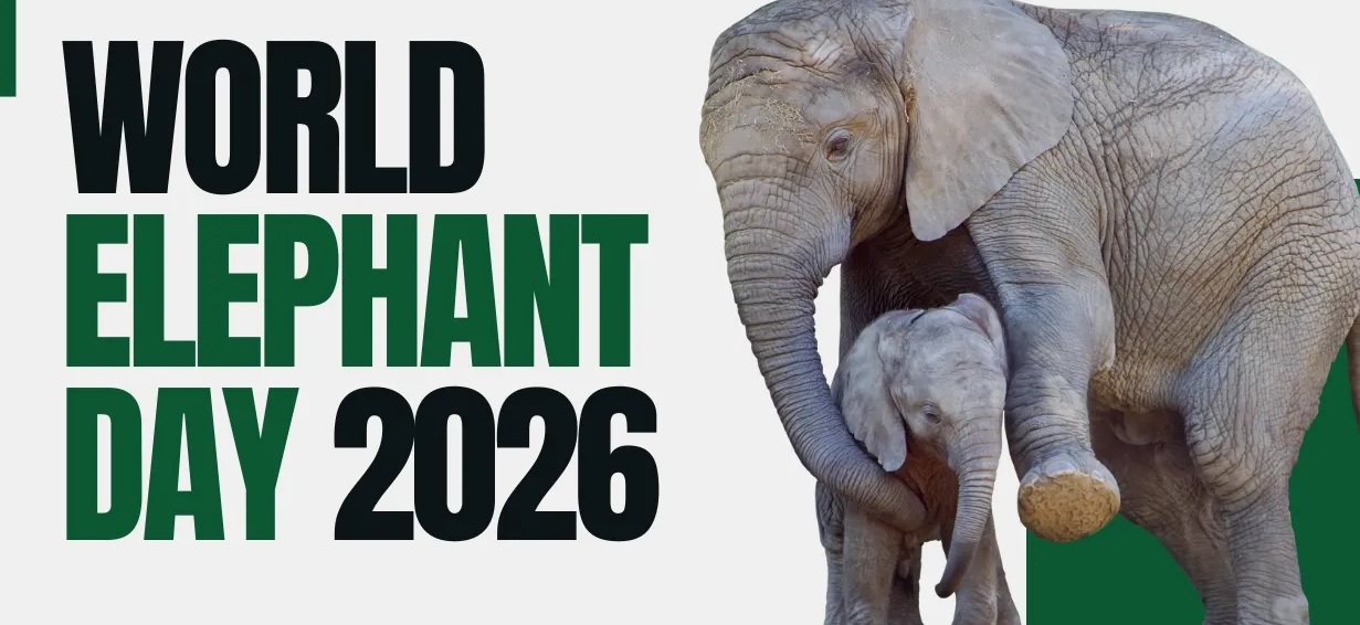 World Elephant Day: 12 August